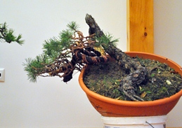 pinus prebonsai yamadori styled for bonsai adriano bonini work